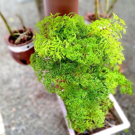 Ramesh Guesthouse 미리사 외부 사진